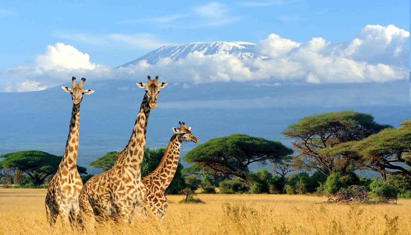 Kenya - Giraffes with Mt Kilimanjaro behind them