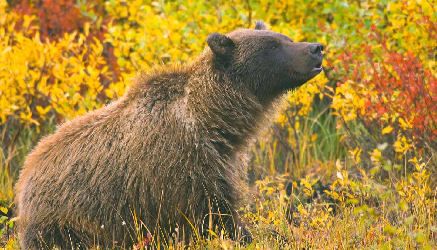 Yukon Territory - Grizzly Bear Yukon Territory, Canada