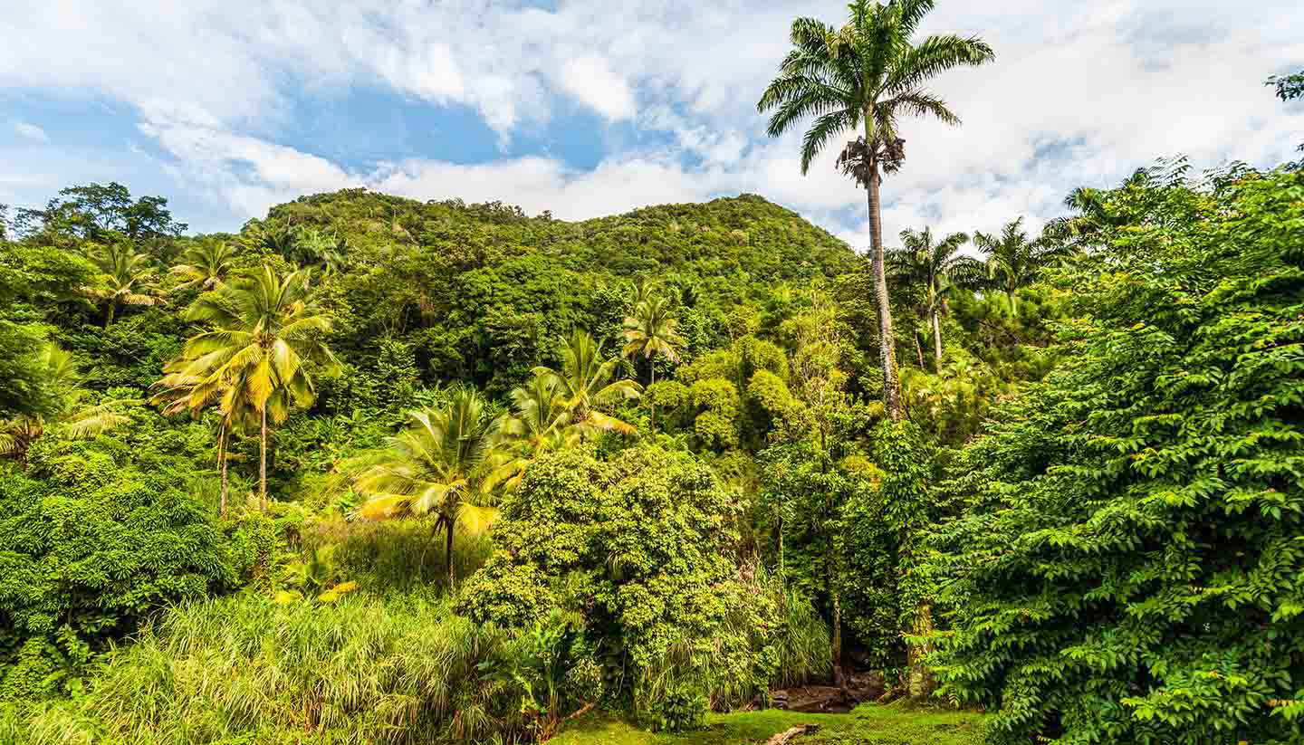 Dominica - Rainforest, Dominica