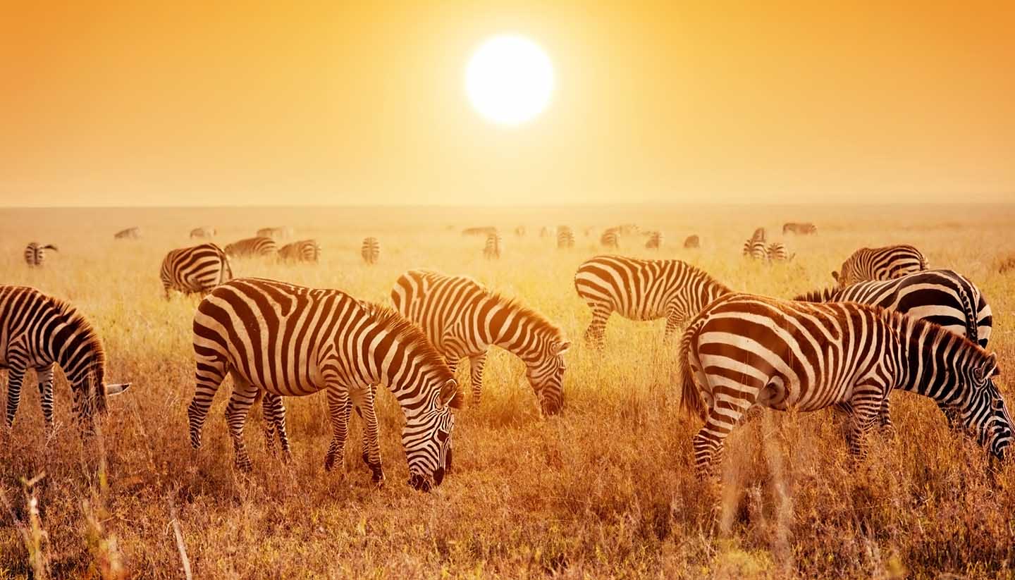 Tanzania - Zebras in Serengeti, Tanzania